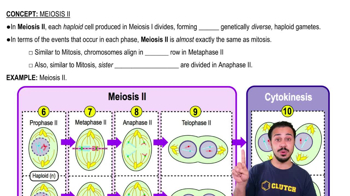 Meiosis II