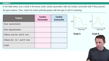 Cardiac Action Potentials Example 1