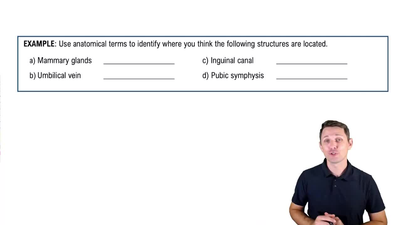 Anatomical Terms for the Front of the Trunk Example 1