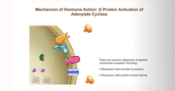 Mechanism of Hormone Action: Second Messenger System