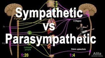 Autonomic Nervous System: Sympathetic vs Parasympathetic, Animation