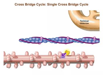 smooth muscle contraction animation