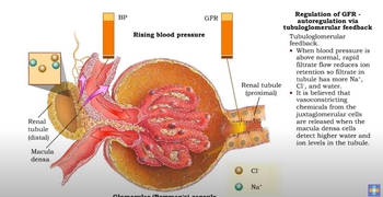 Regulation of GFR: autoregulation via tubuloglomerular feedback, neural & hormonal regulation