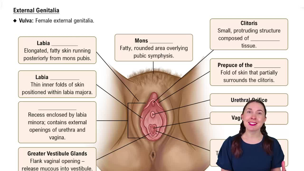External Genitalia