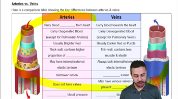 Arteries vs. Veins