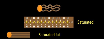 Unsaturated vs Saturated vs Trans Fats