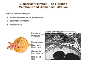 Glomerular Filtration