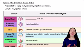 Function of the Sympathetic Nervous System