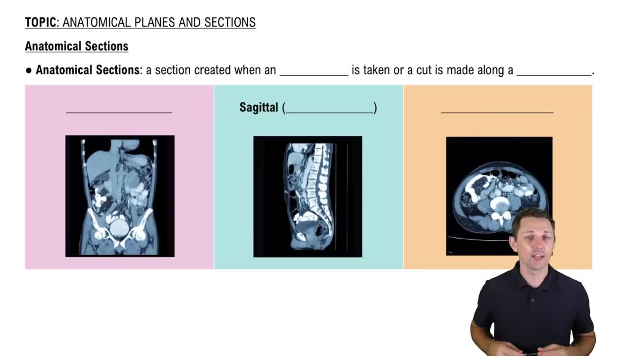 Anatomical Sections