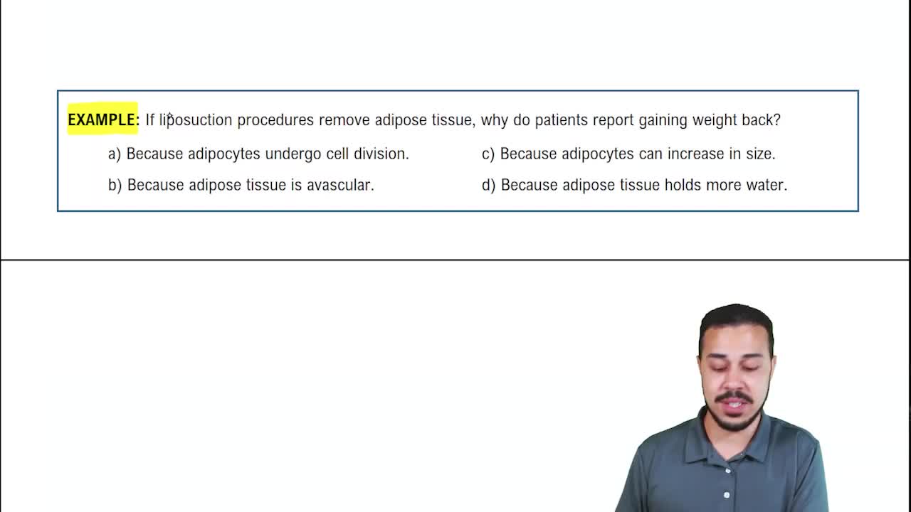 Connective Tissue Proper: Loose Connective Tissue Example 2