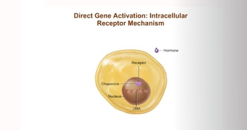  Mechanism of Hormone Action: Direct Gene Activation