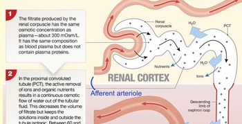 A Summary of Kidney Function