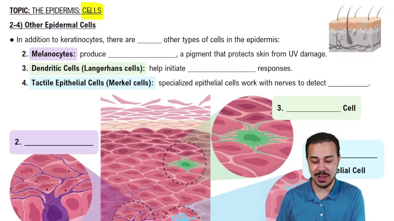 Other Epidermal Cells