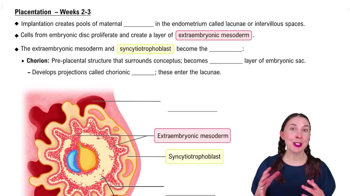 Placentation – Weeks 2-3