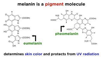 The Integumentary System