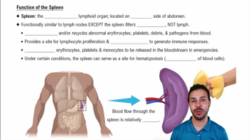 Function of the Spleen