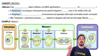 Meiosis I