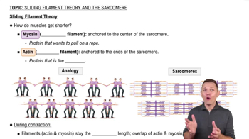 Sliding Filament Theory