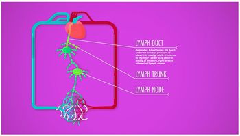 Lymphatic System