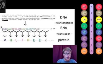 Genotypes and Phenotypes