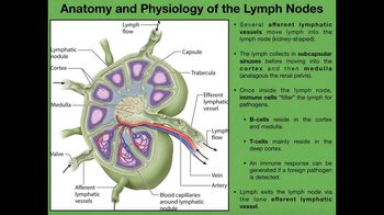 Lymph Nodes