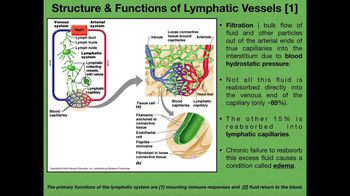 Lymphatic Vessels