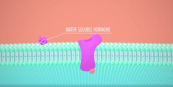 Endocrine System - Glands & Hormones