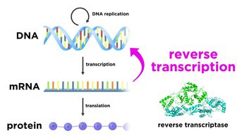 Human Immunodeficiency Virus (HIV)