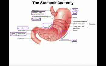 Anatomy & Physiology of the Stomach