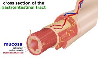 The Digestive System