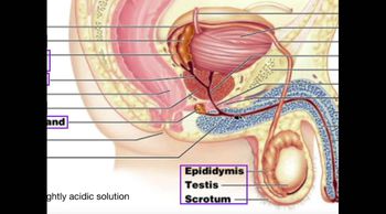 Male Reproductive Anatomy, Ejaculatory Pathway & Semenoegnic Glands