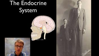 The Endocrine System