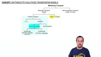 Erythrocyte Facilitated Transporter Models