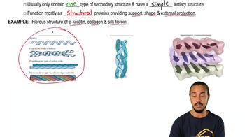 Fibrous and Globular Proteins