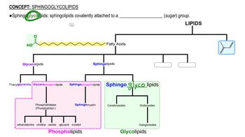 Sphingoglycolipids