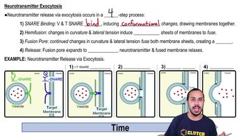 Neurotransmitter Release 