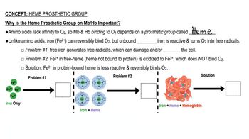 Heme Prosthetic Group