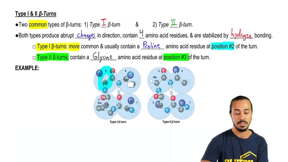 Beta turn 2024 amino acids