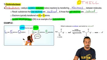 Types of Enzymes