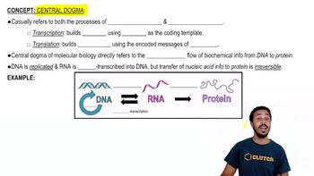 Central Dogma of Molecular Biology