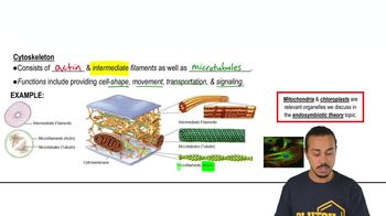 Cytoskeleton