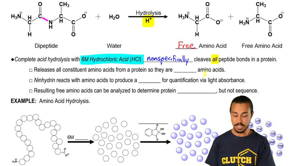 Protein Hydrolysis Reaction