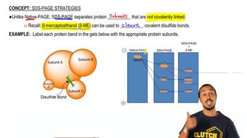 SDS-PAGE Strategies