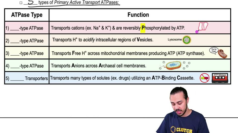 Primary Active Membrane Transport Video Tutorial & Practice | Channels for  Pearson+