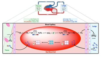 Bohr Effect