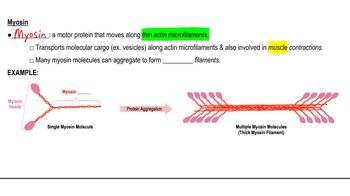 Motor Proteins | Channels for Pearson+