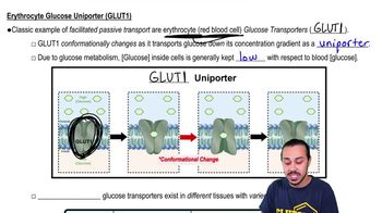 Erythrocyte Facilitated Transporter Models