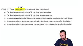 Insulin Receptor Example 1