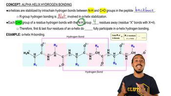 Alpha Helix Hydrogen Bonding