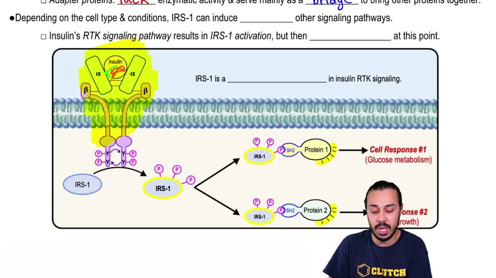 Tyrosine Kinase Receptor Insulin